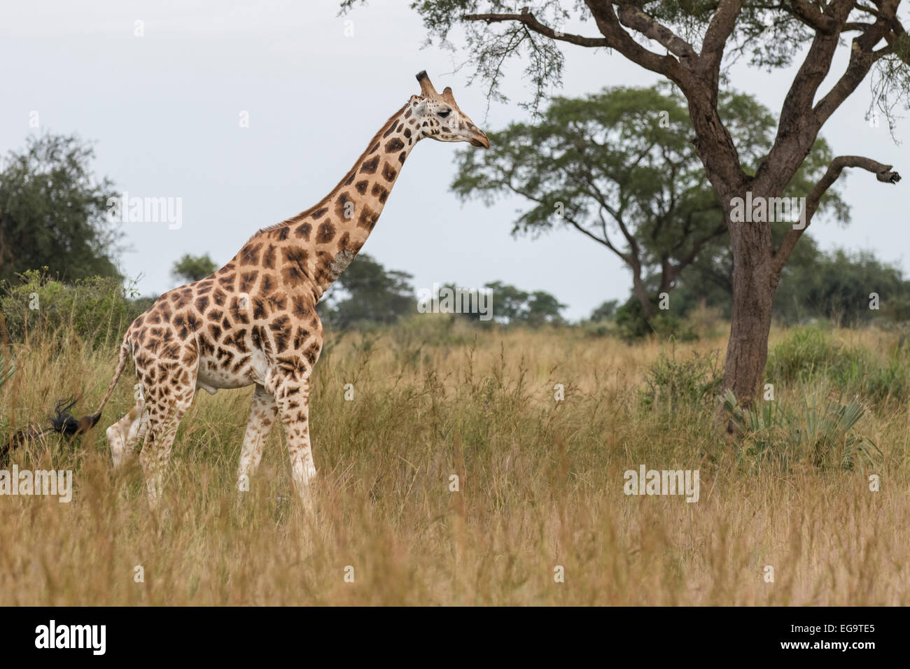 La Rothschild (giraffa camelopardalis Giraffa Rothschild), Murchinson Falls National Park, Uganda Foto Stock