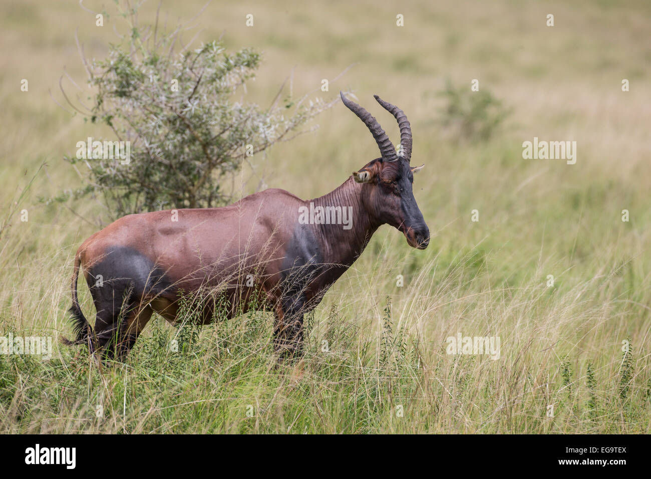 Topi (Damaliscus korrigum), Ishasha, Queen Elizabeth National Park, Uganda Foto Stock