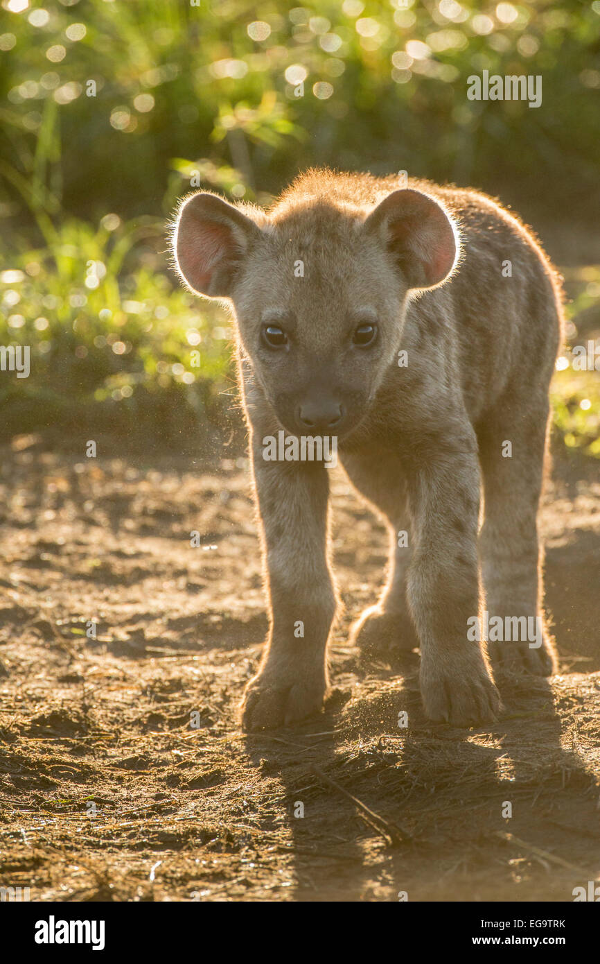 Spotted hyena (Crocuta crocuta), Ishasha, Queen Elizabeth National Park, Uganda Foto Stock