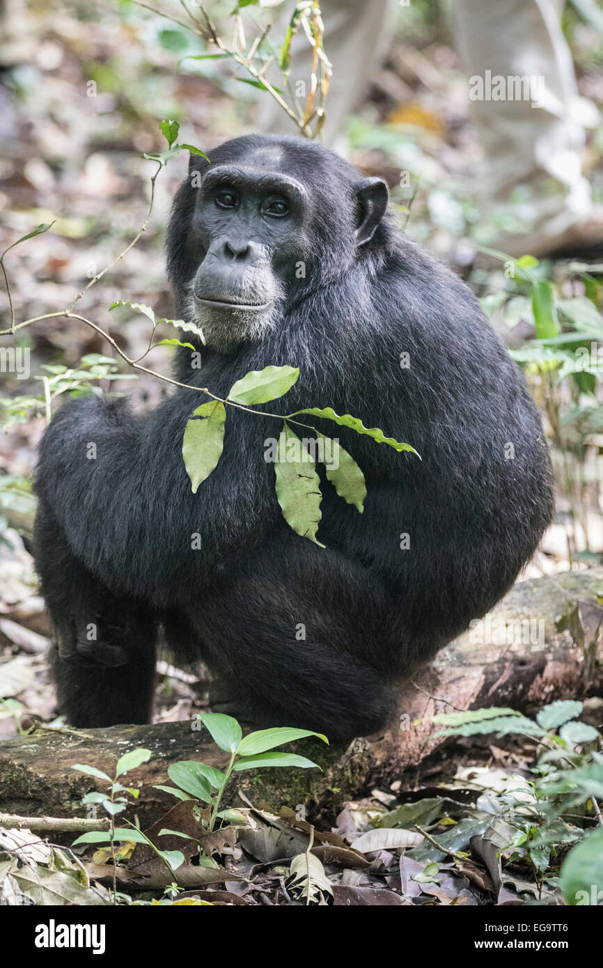 Scimpanzé orientale (Pan troglodytes schweinfurthii), la foresta di Kibale, Uganda Foto Stock