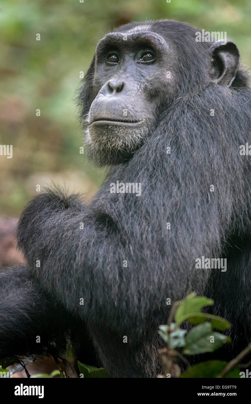 Scimpanzé orientale (Pan troglodytes schweinfurthii), la foresta di Kibale, Uganda Foto Stock