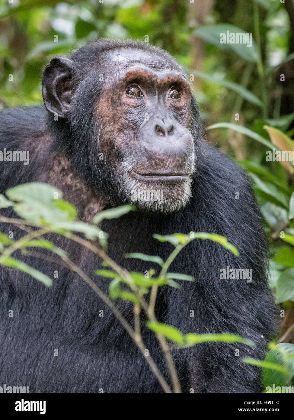 Scimpanzé orientale (Pan troglodytes schweinfurthii), la foresta di Kibale, Uganda Foto Stock