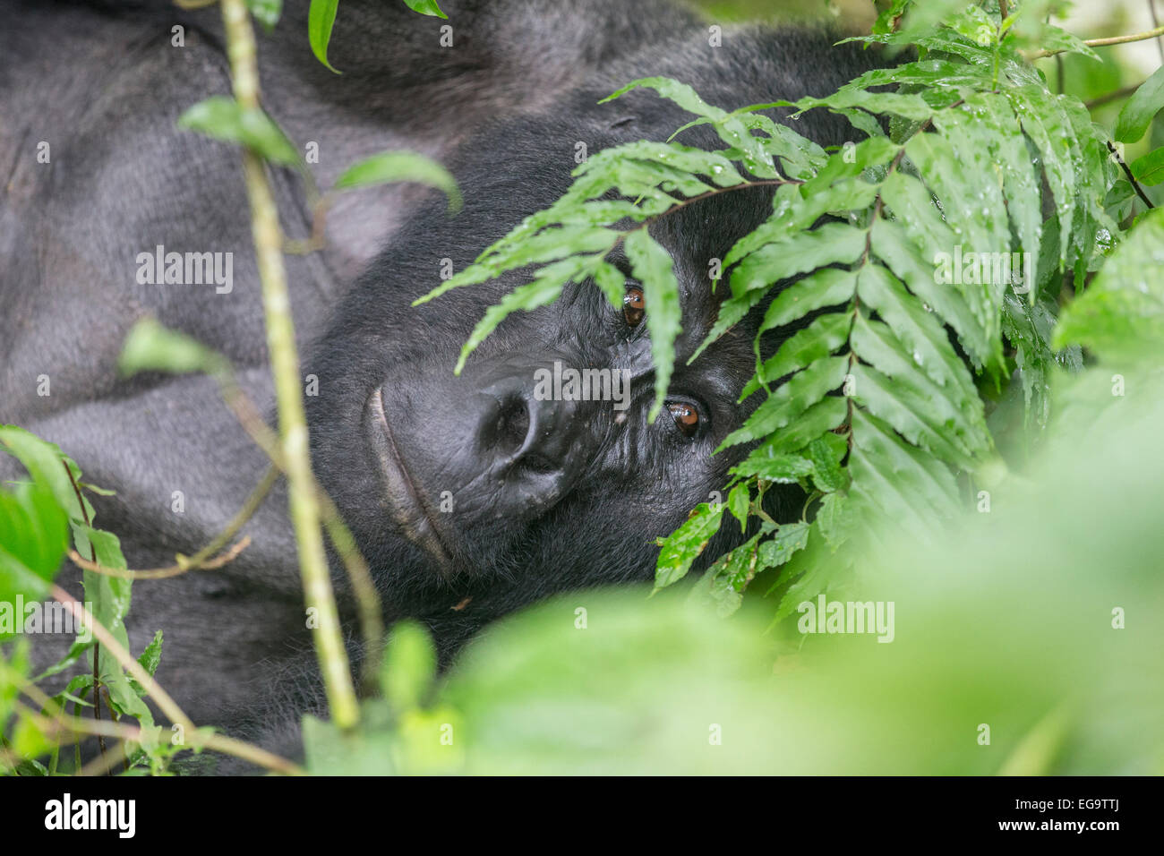 Gorilla di Montagna del gruppo Nkuringo (Gorilla beringei beringei), la foresta impenetrabile di Bwindi National Park, Uganda Foto Stock