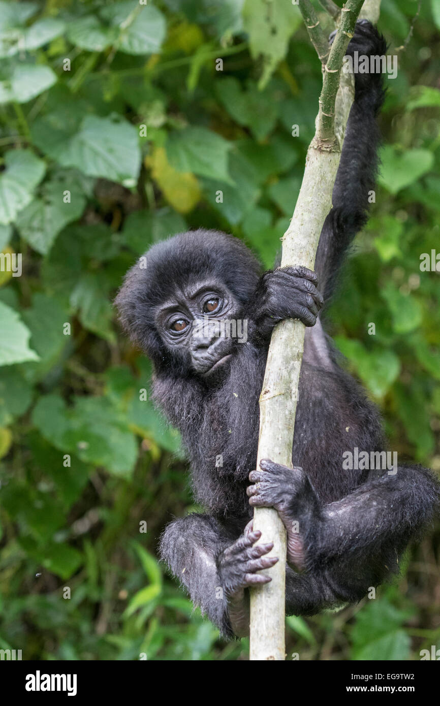 Gorilla di Montagna del gruppo Nkuringo (Gorilla beringei beringei), la foresta impenetrabile di Bwindi National Park, Uganda Foto Stock