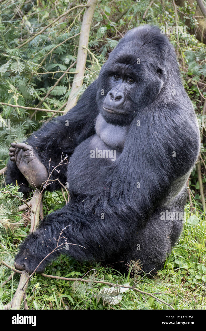Gorilla di Montagna del gruppo Nyakagezi (Gorilla beringei beringei), Mgahinga Gorilla di Montagna del Parco Nazionale, Uganda Foto Stock