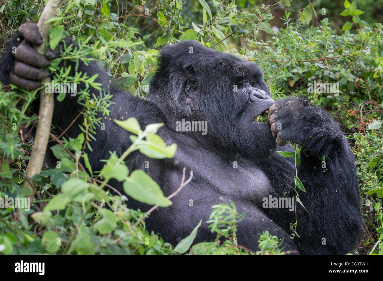 Gorilla di Montagna del gruppo Nyakagezi (Gorilla beringei beringei), Mgahinga Gorilla di Montagna del Parco Nazionale, Uganda Foto Stock