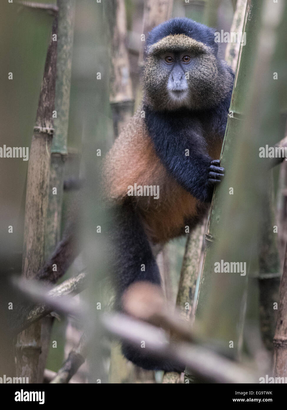 Scimmia dorata (Cercopithecus kandti), Mgahinga Gorilla di Montagna del Parco Nazionale, Uganda Foto Stock
