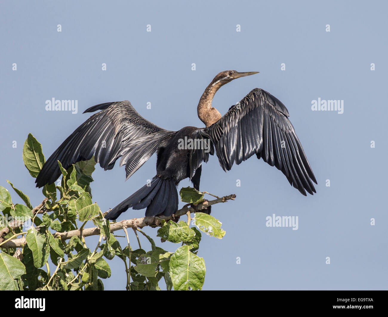 African darter (Anhinga rufa), Murchinson Falls National Park, Uganda Foto Stock