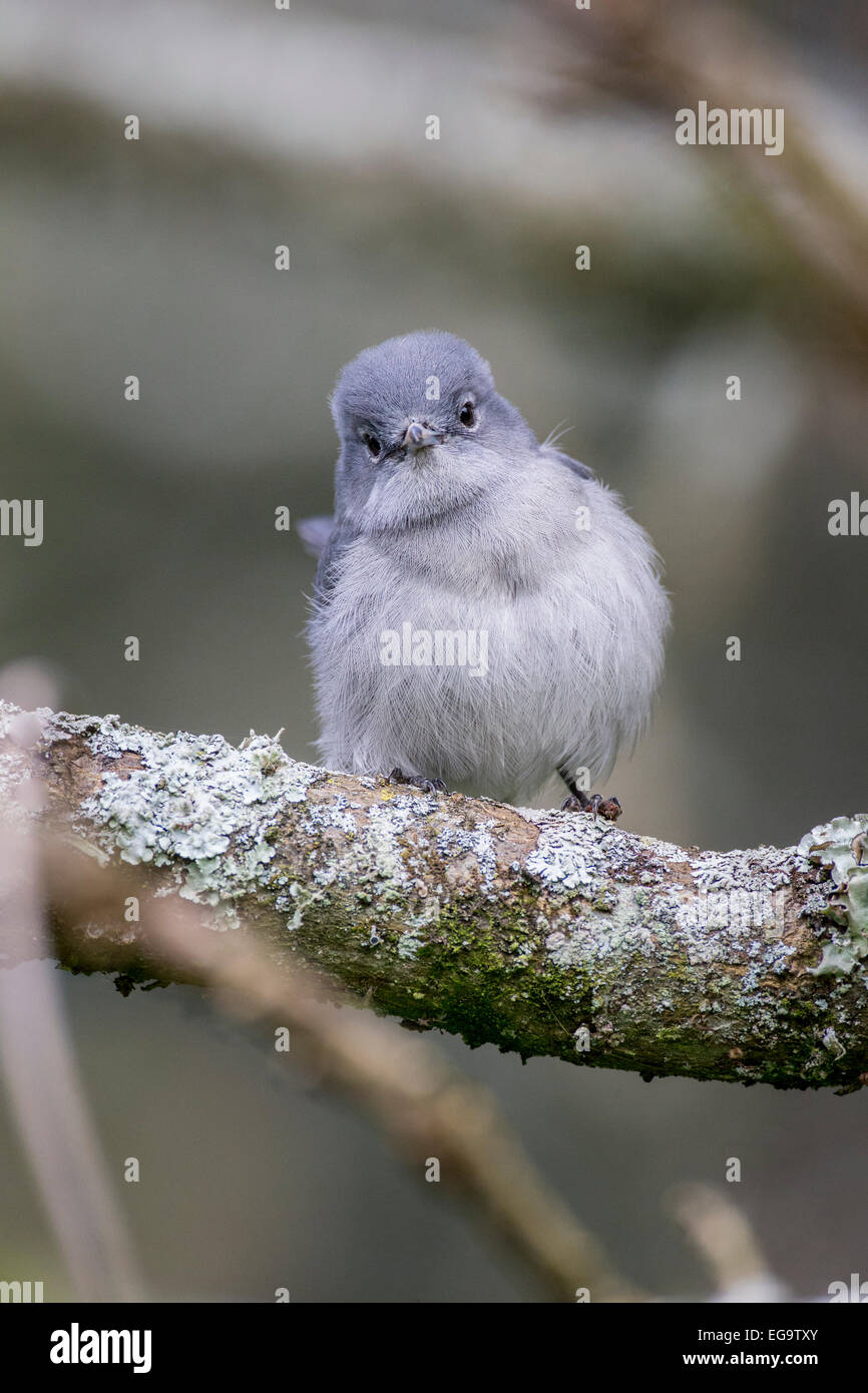 Grigio throated flycatcher (Myioparus griseigularis), il lago Bunyonyi e, Uganda Foto Stock