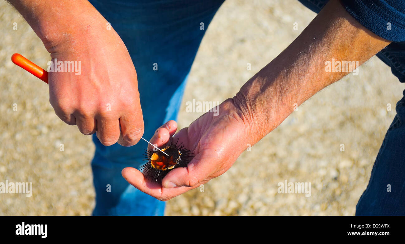 Il taglio appena catturati ricci di mare per assaggiare la carne di materie Foto Stock