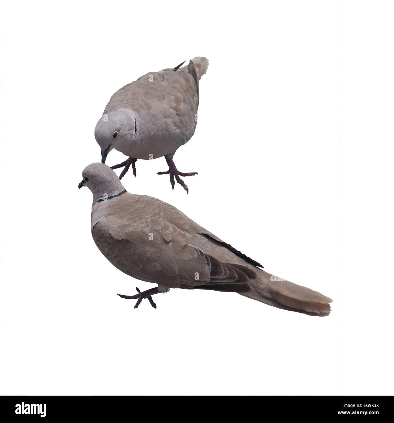 Due eurasiatica colombe a collare (Streptopelia decaocto) di collegamento. Isolato su bianco. Foto Stock