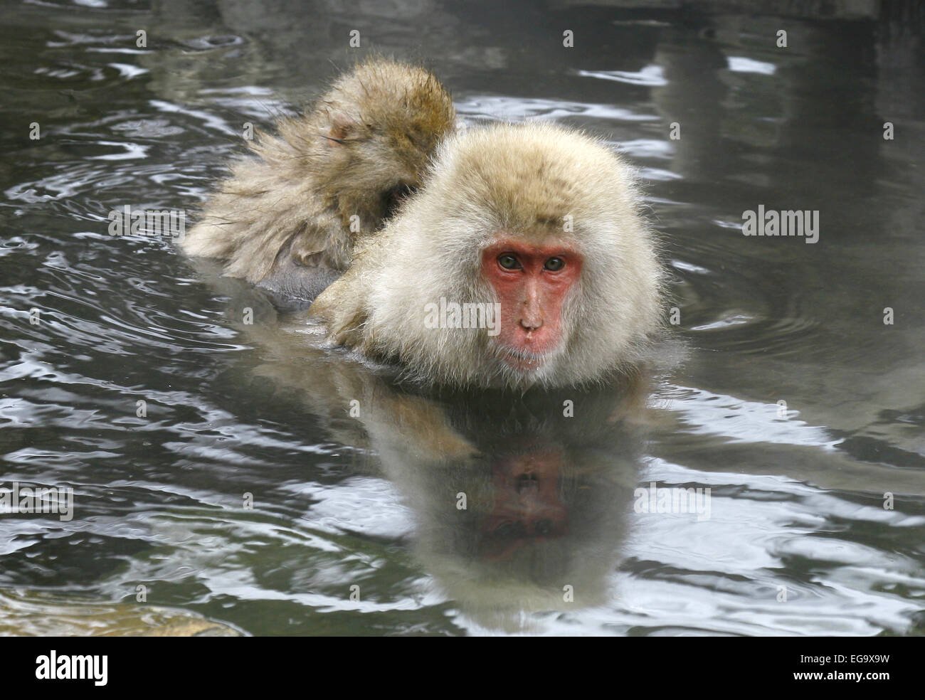 Neve le scimmie in acqua macachi giapponesi Giappone Foto Stock