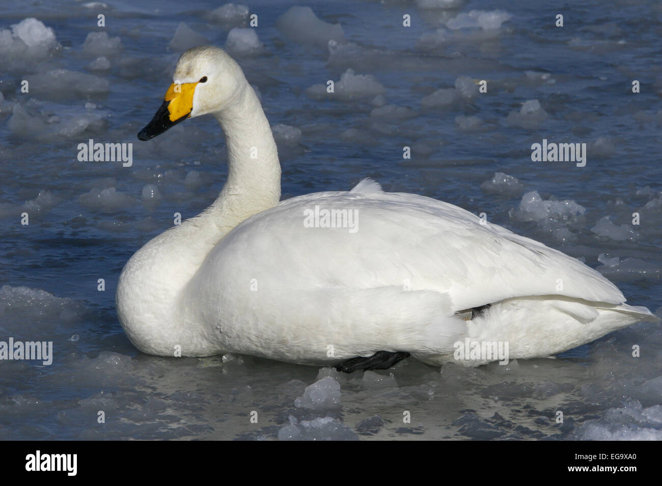 Whooper swan su acqua ghiacciata Giappone Foto Stock