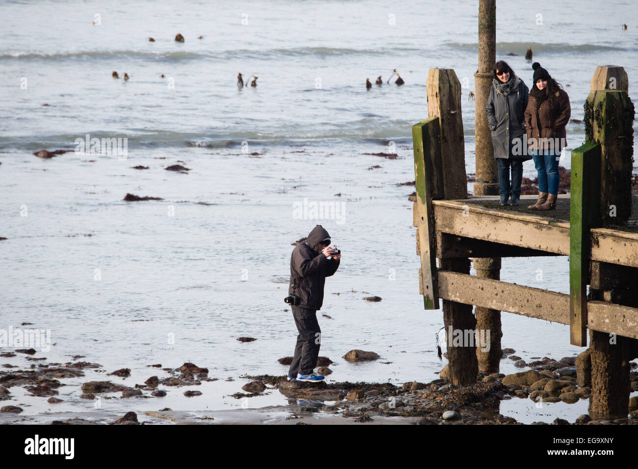 Aberystwyth, Wales, Regno Unito. Xx Febbraio, 2015. Una estrema bassa marea al mare in Aberystwyth, come la combinazione di sole e di luna posizioni producono un insolito 0.0m (punto zero zero) bassa marea, il minimo possibile di marea, rivelando vaste distese della foreshore normalmente coperti dall'acqua. La gente a prendere questa rara oppoprtunity per esplorare e fotografare in precedenza gli aspetti invisibili del litorale Credito: keith morris/Alamy Live News Foto Stock