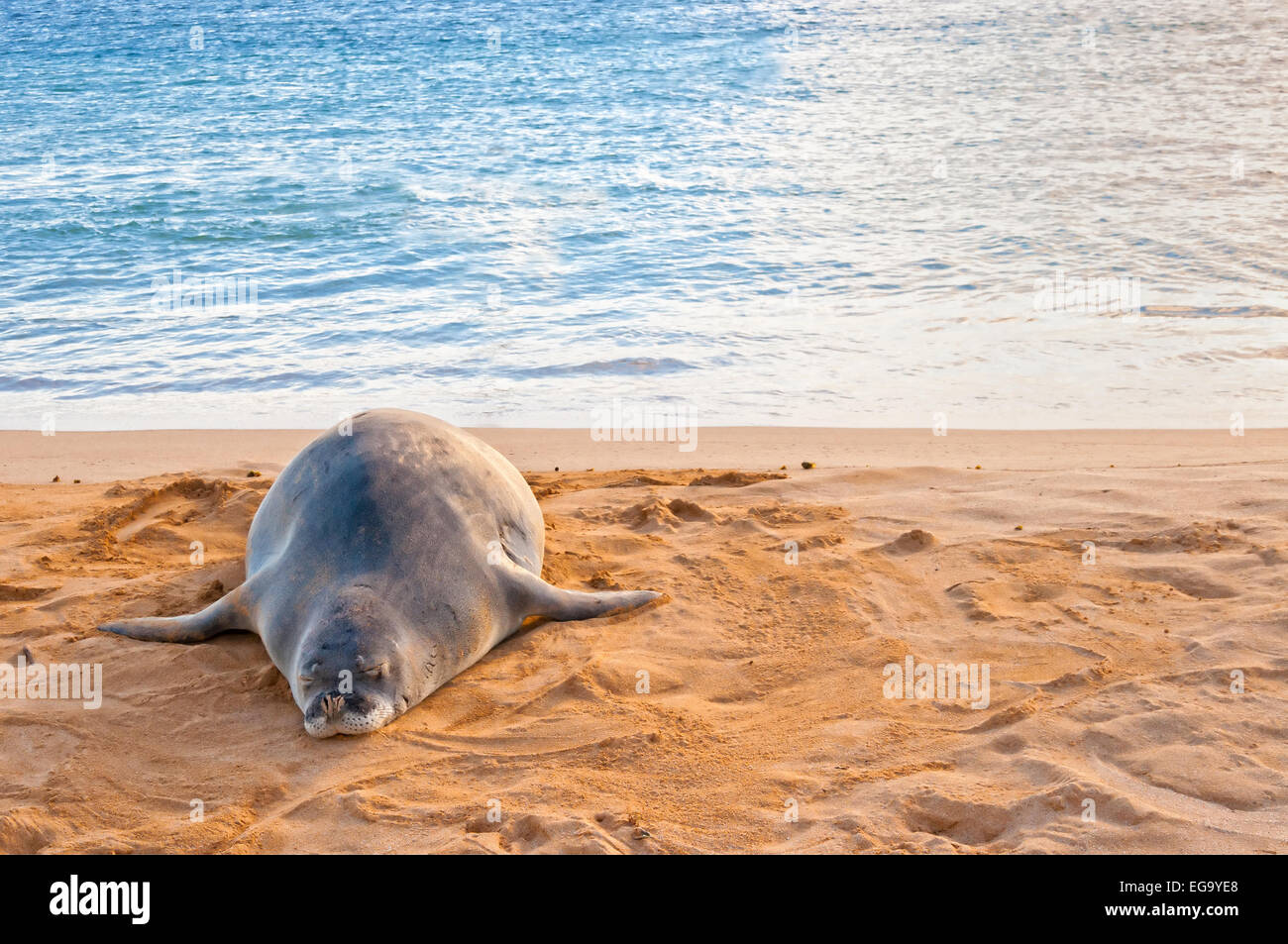 Un pericolo Monaco hawaiano guarnizione poggia sulla spiaggia di Poipu Beach al tramonto in Kauai, Hawaii Foto Stock