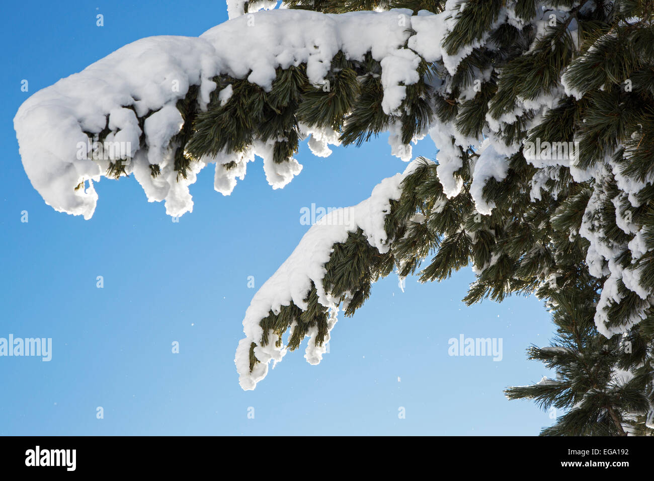 In prossimità della struttura ad albero di abete rami carichi di neve contro il cielo blu chiaro Foto Stock