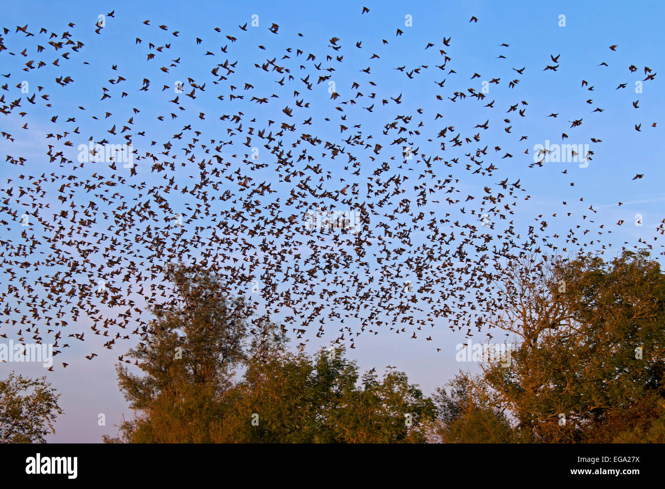 Per gli storni comune / Europea starling (Sturnus vulgaris) gregge di decollare da albero in autunno Foto Stock