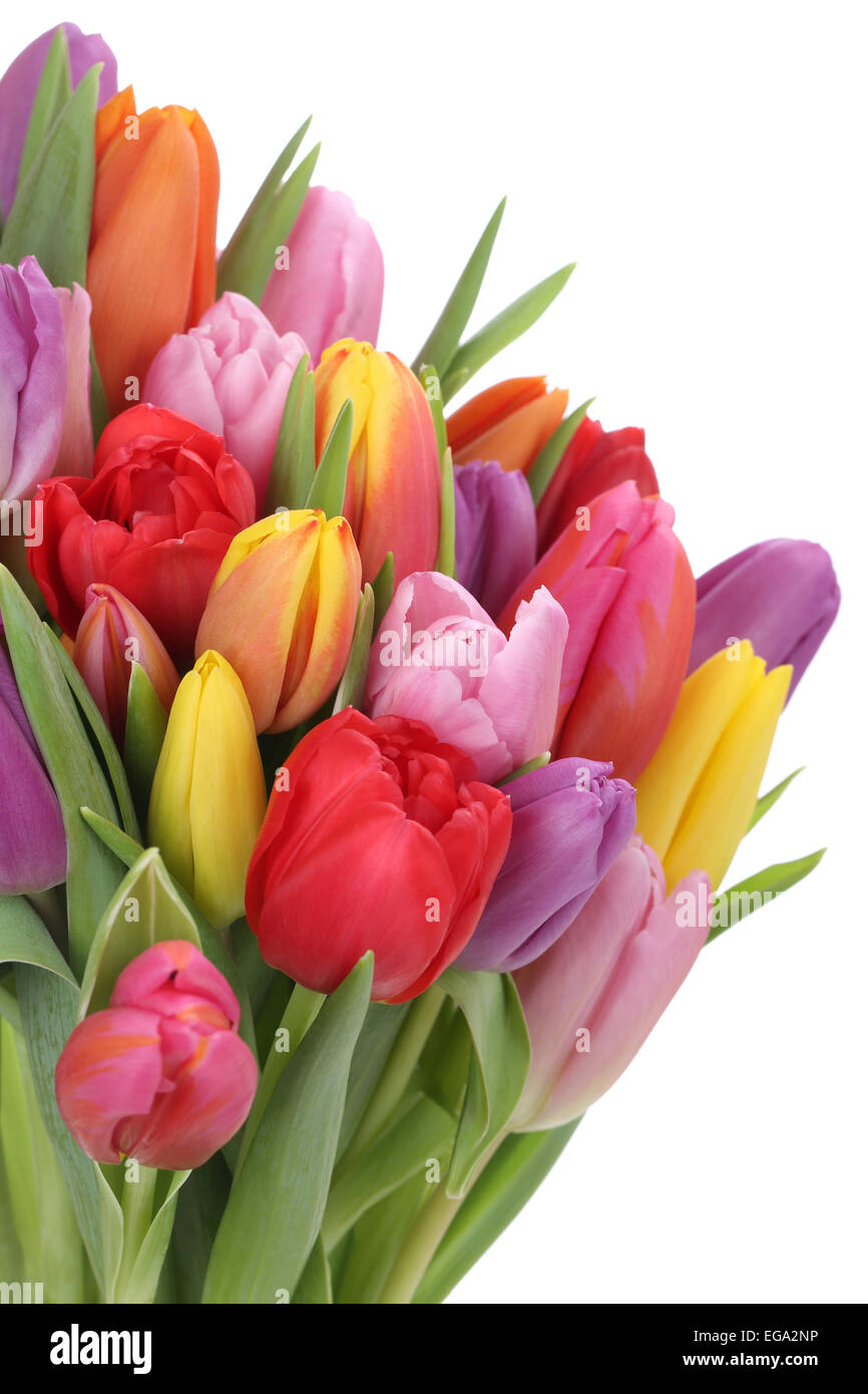 I tulipani bouquet di fiori in primavera o la festa della mamma isolato su uno sfondo bianco Foto Stock