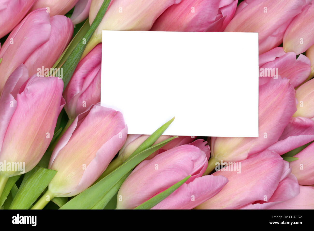 I tulipani fiori in primavera o la festa della mamma con vuoto della scheda Messaggi di saluto e copyspace per il proprio testo Foto Stock