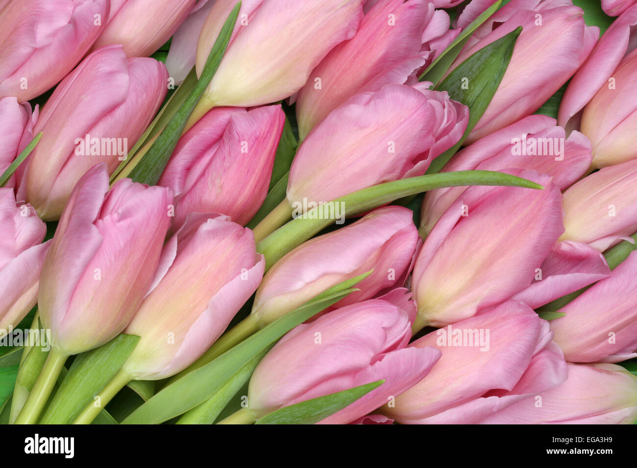 Tulipani rosa sfondo fiori in primavera o la festa della mamma Foto Stock