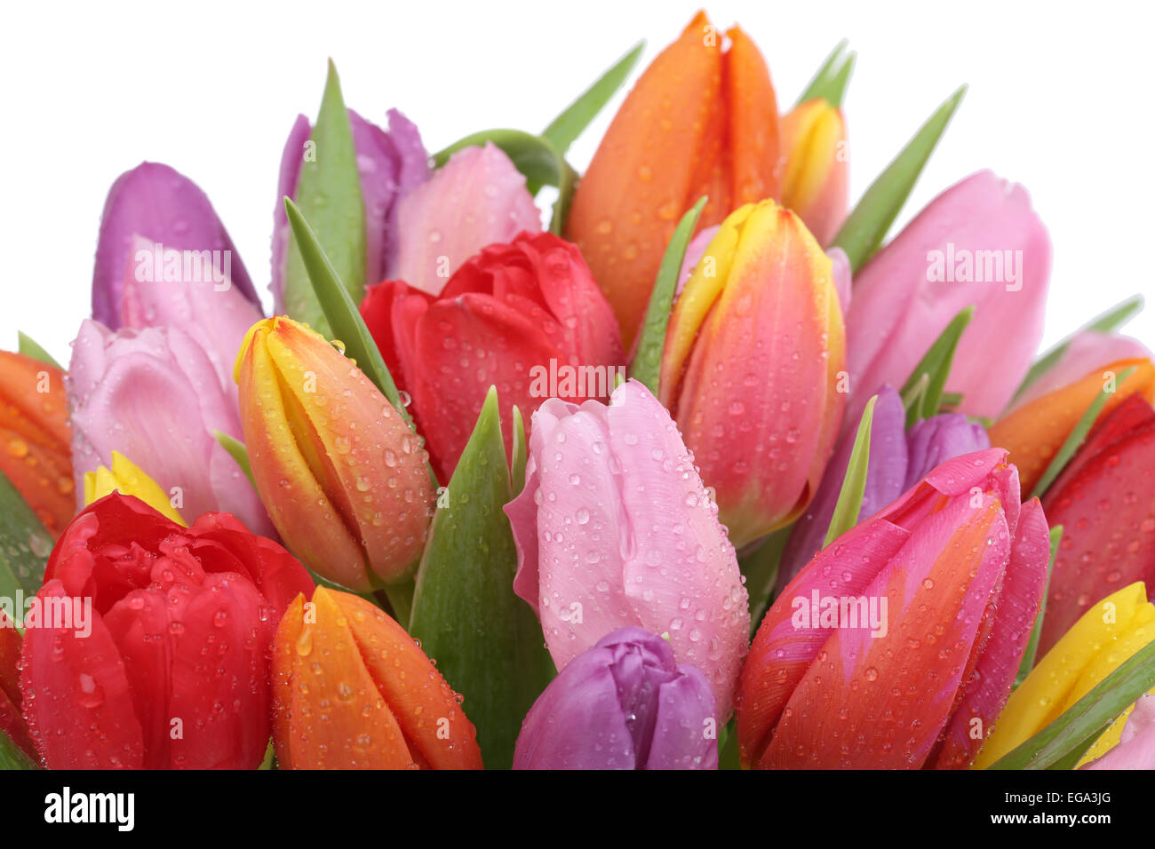 I tulipani bouquet di fiori in primavera, il compleanno o la festa della mamma isolato su uno sfondo bianco Foto Stock