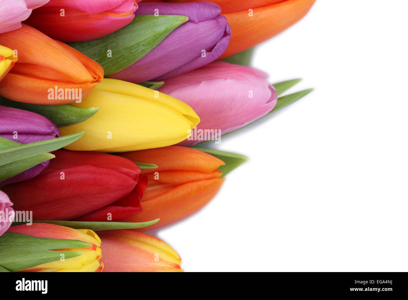 I tulipani fiori in primavera o la festa della mamma con copyspace per il proprio testo Foto Stock