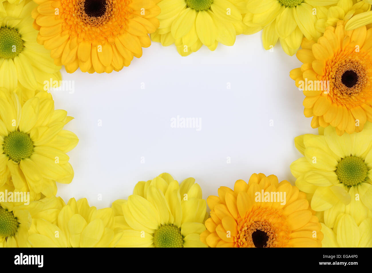 Il telaio da crisantemi fiori in primavera o la festa della mamma con copyspace per il proprio testo Foto Stock