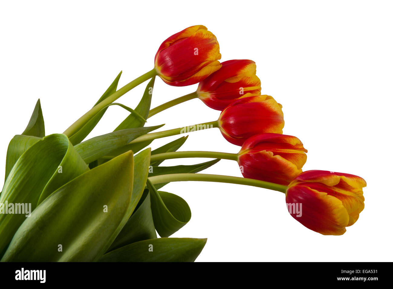 Cinque i tulipani con foglie verdi giacciono su una superficie bianca Foto Stock