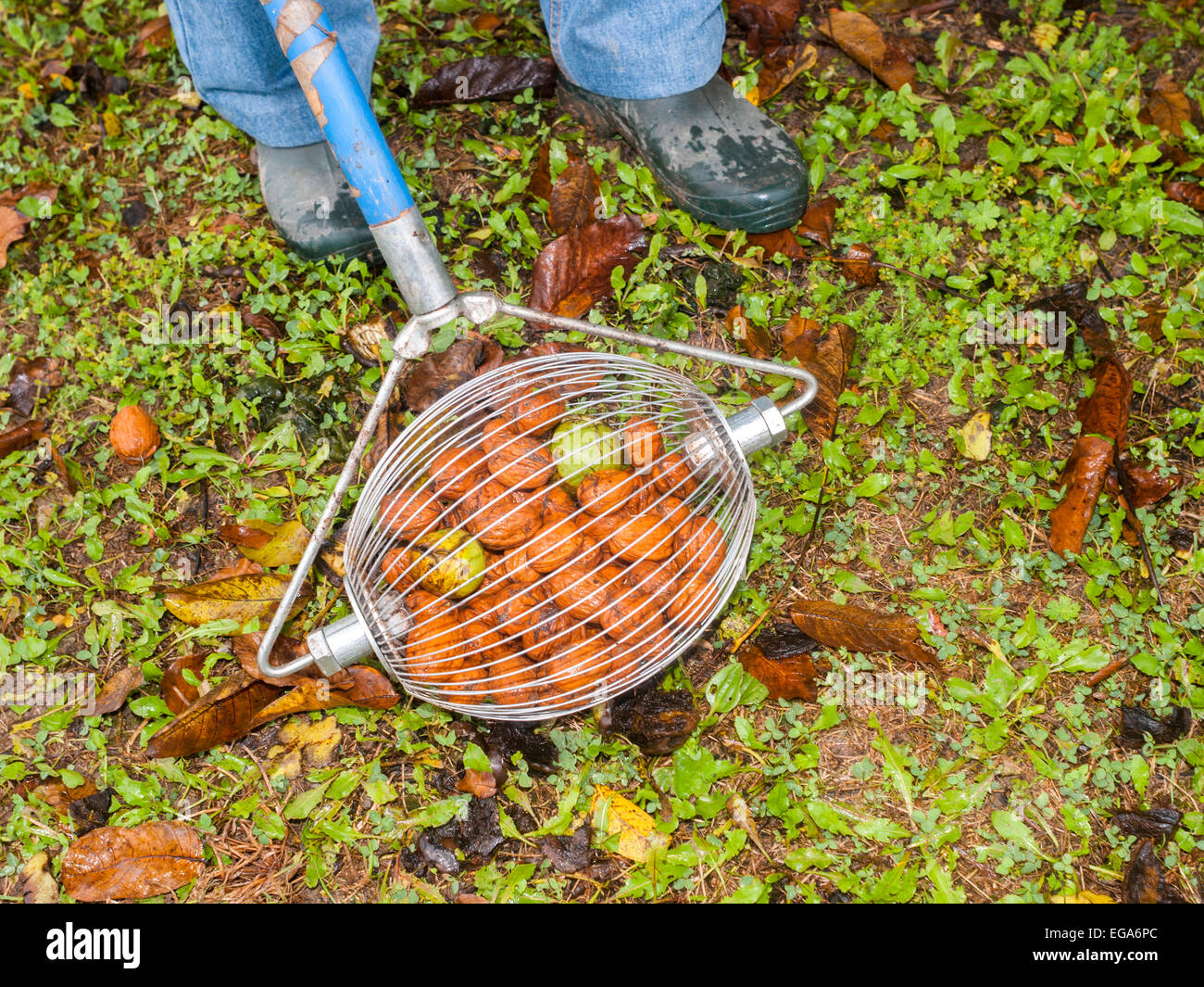 Attrezzo pratico per prelievo di noci di massa - Francia. Foto Stock