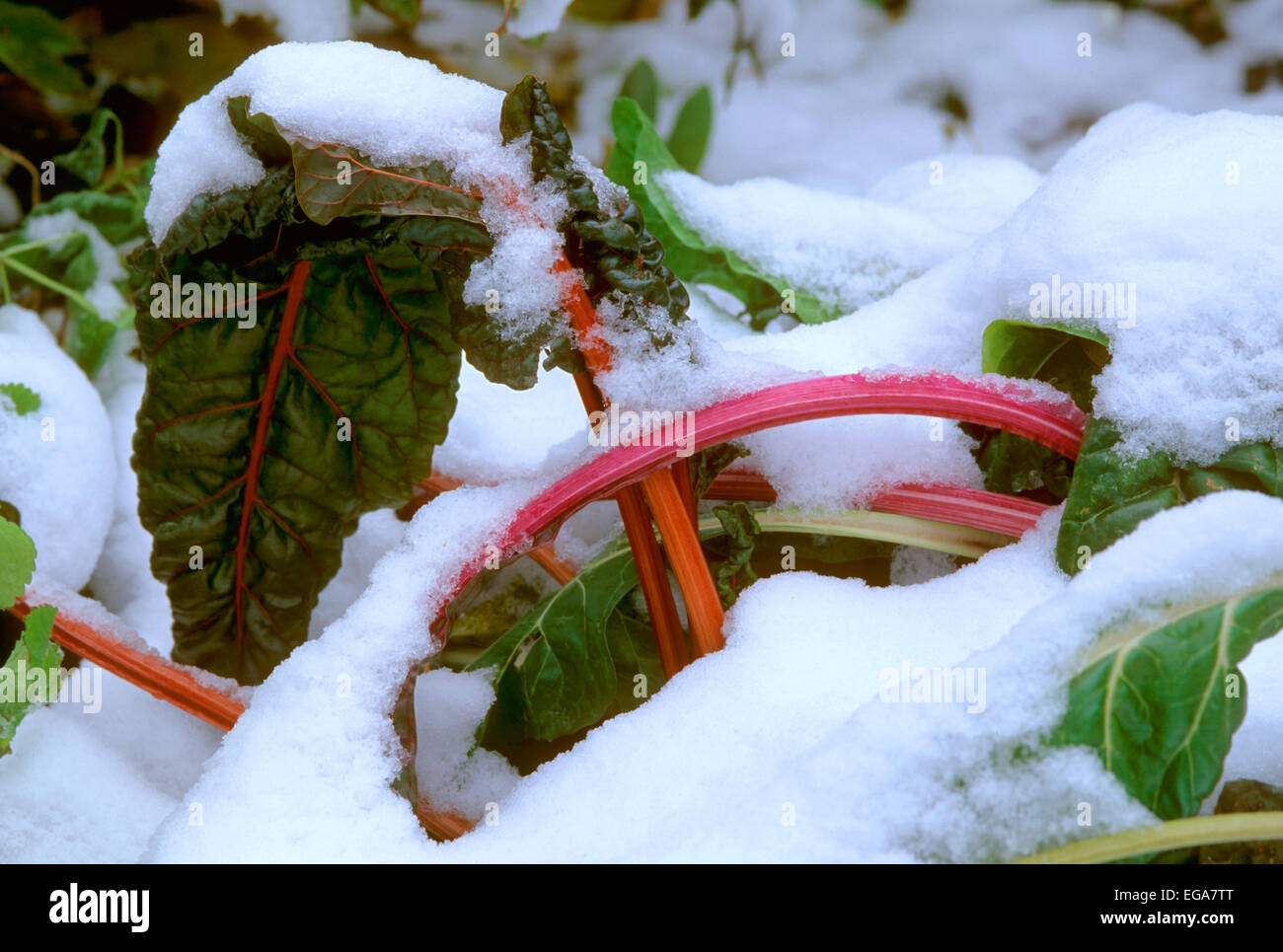 Le bietole nella neve Foto Stock