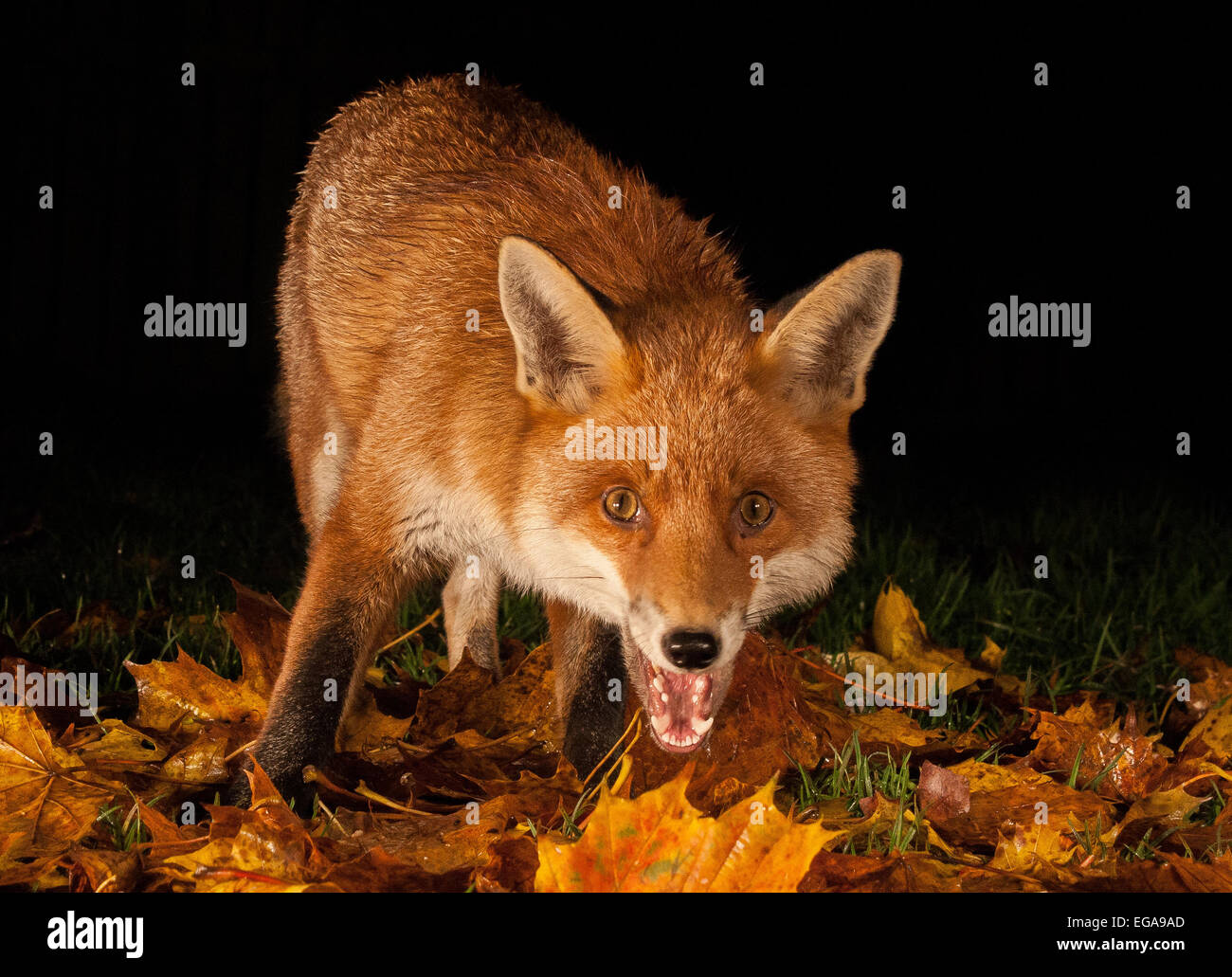 Red Fox Night Shot Foto Stock