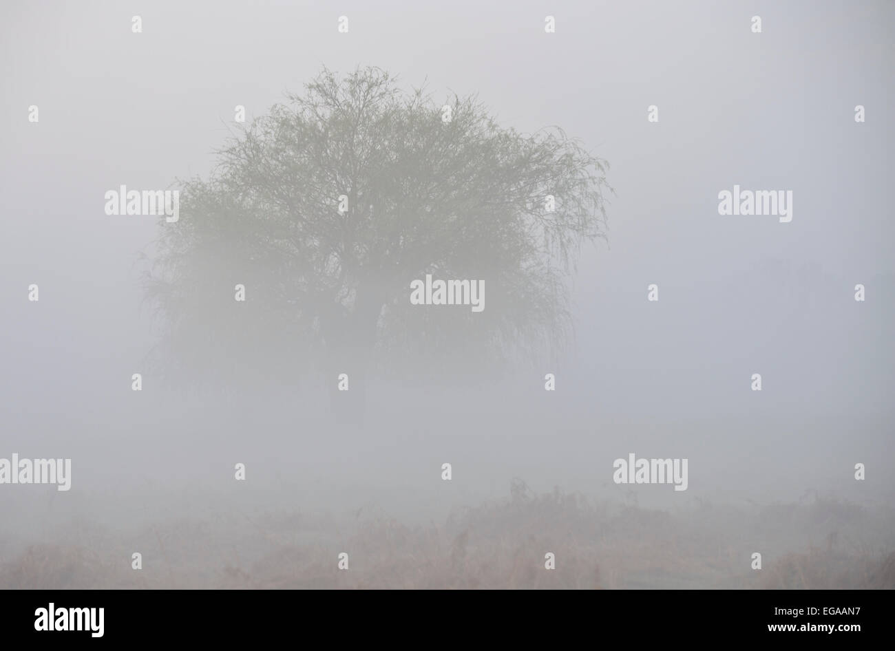 Foschia mattutina in Bushy Park, London, Regno Unito Foto Stock
