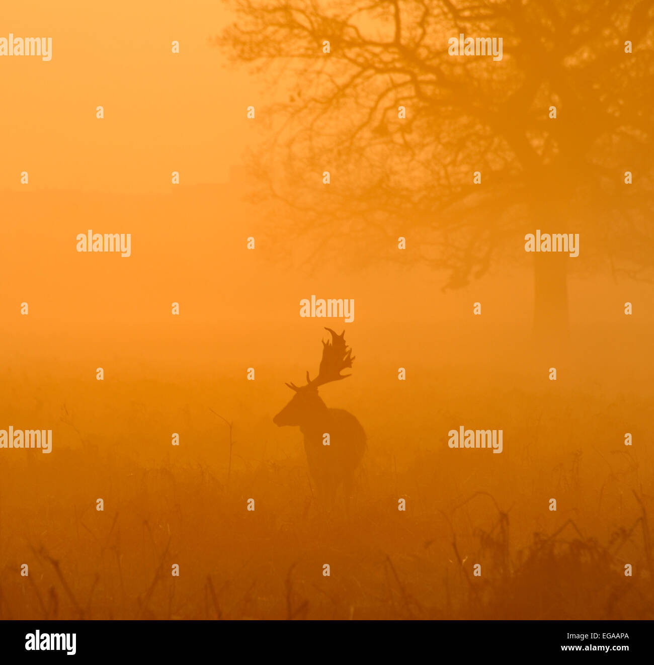 Misty sunrise in Bushy Park, London, Regno Unito Foto Stock
