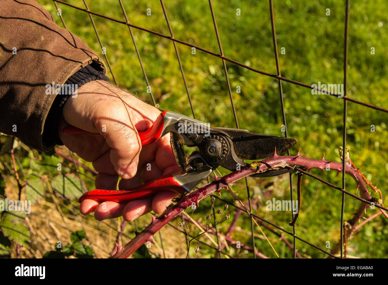 L'uomo la potatura di una blackberry spinoso della canna da zucchero. Foto Stock