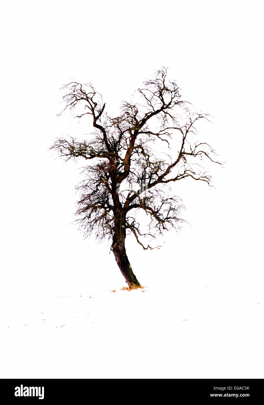 Unico albero stagliano nuvoloso cielo invernale, Regione Mazovia, Polonia Foto Stock