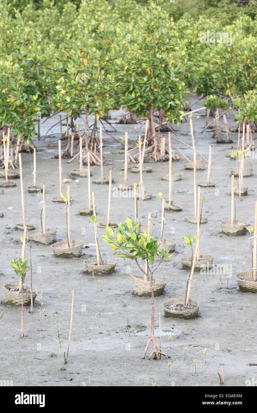 Propagate per alberi di mangrovie sulla zona costiera. Foto Stock