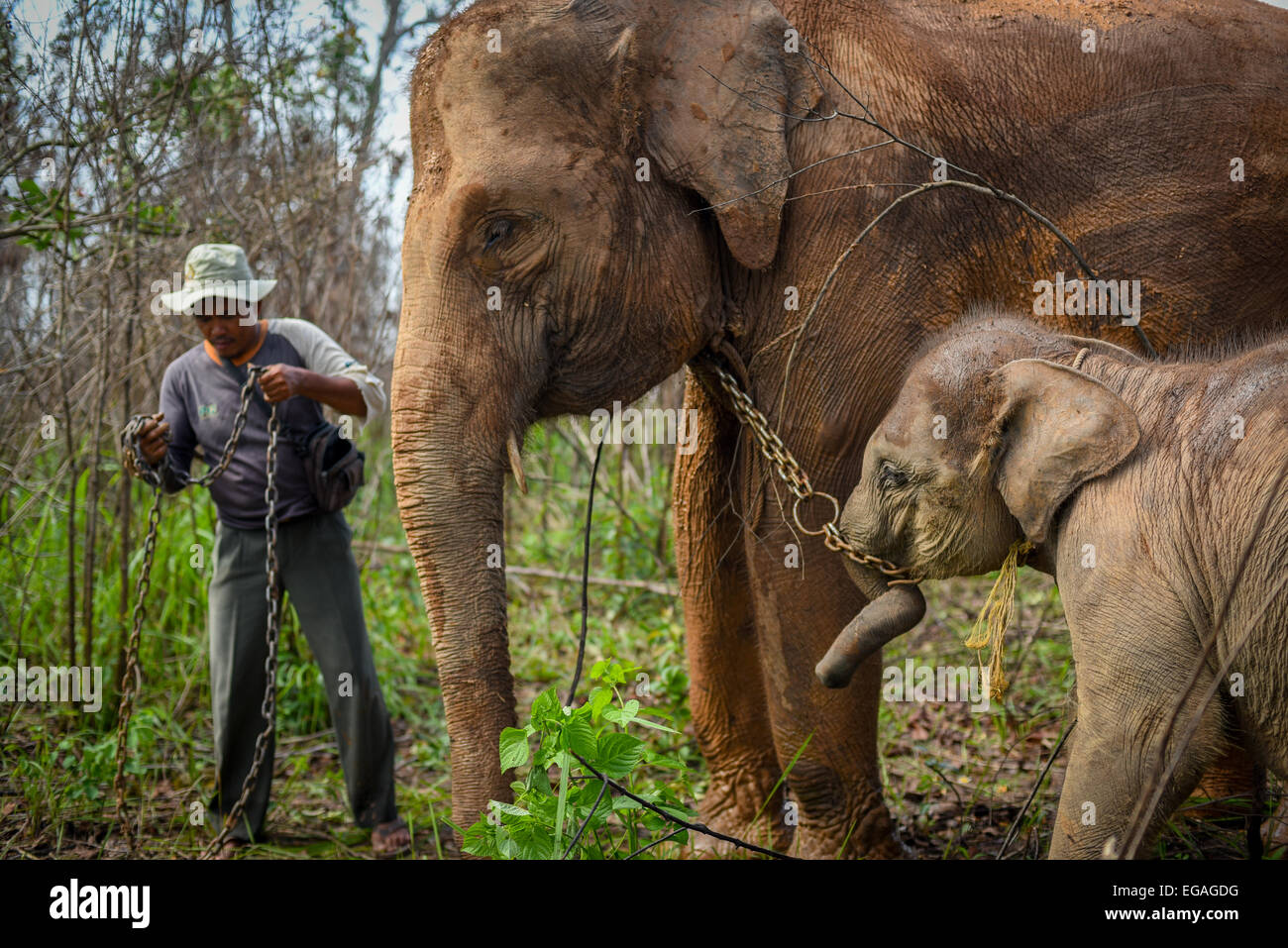 Rebo, un mahout e un ranger del parco nazionale, si prepara a riportare gli elefanti di Sumatra al centro degli elefanti dopo aver mangiato sulla prateria. Foto Stock