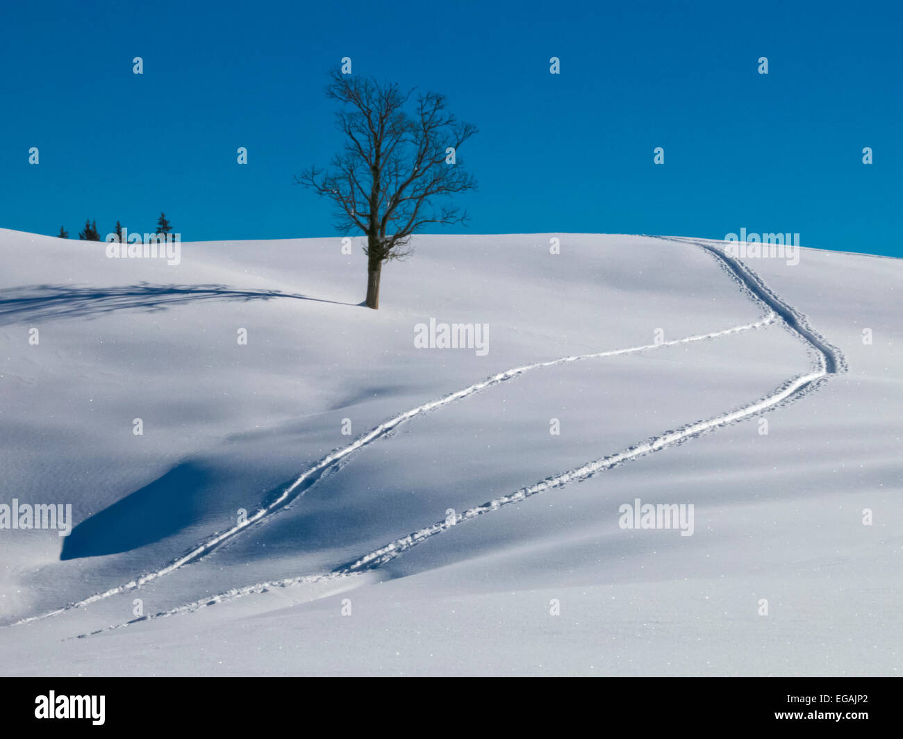 Baum und Spuren im Schnee in der Nähe von Reit im Winkl Foto Stock