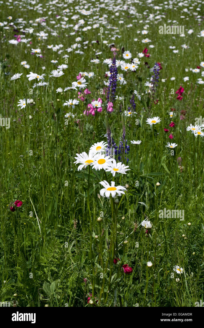 Leucanthemum vulgare in un prato di fiori selvaggi in estate. Foto Stock