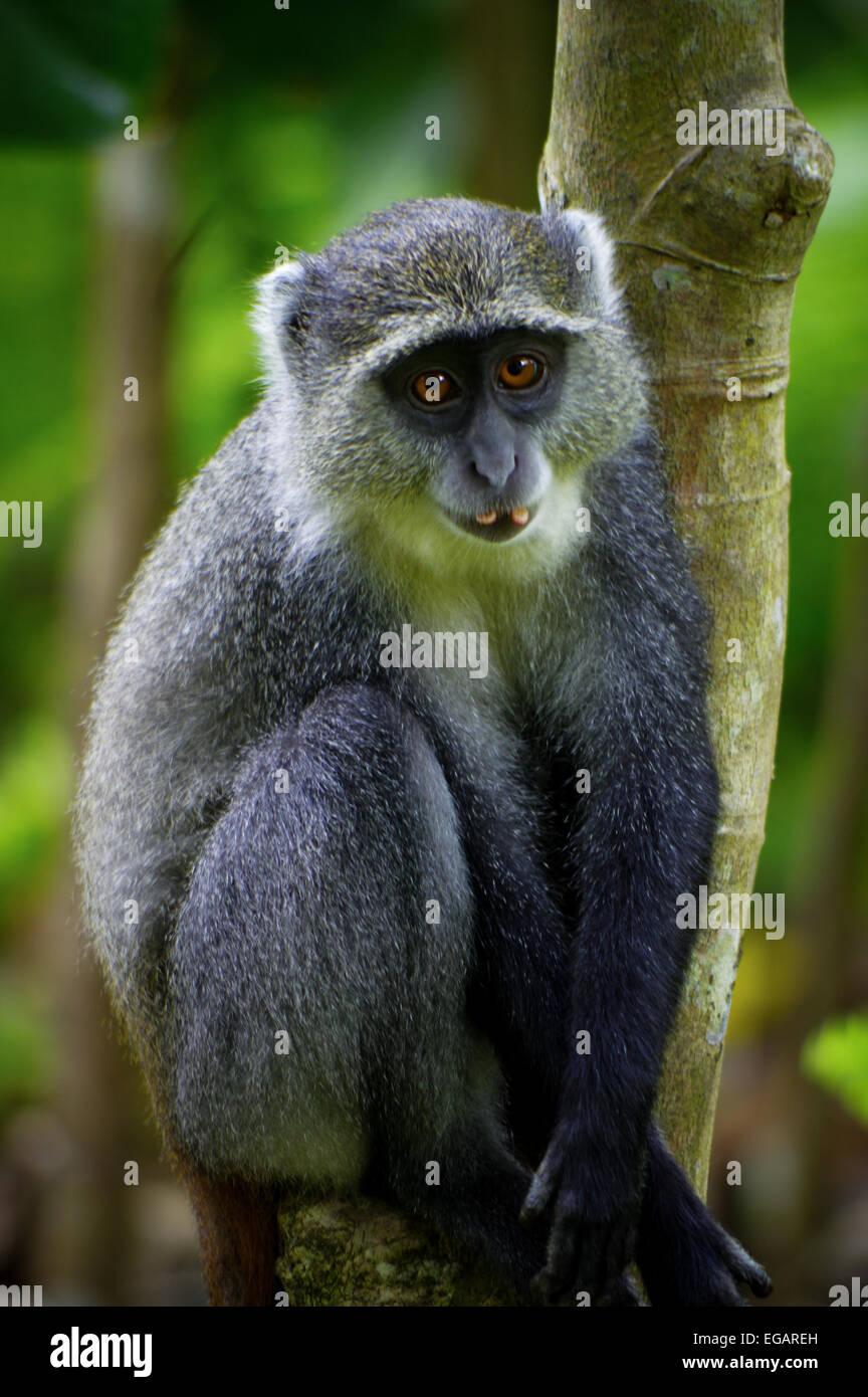 Zanzibar Sykes monkey vicino alla foresta di Jozani, Zanzibar Foto Stock