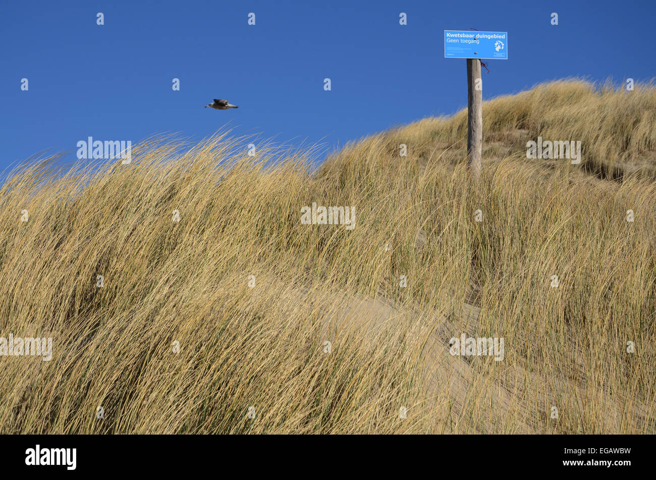 Vulnerabile paesaggio di dune, North Holland, Paesi Bassi Foto Stock