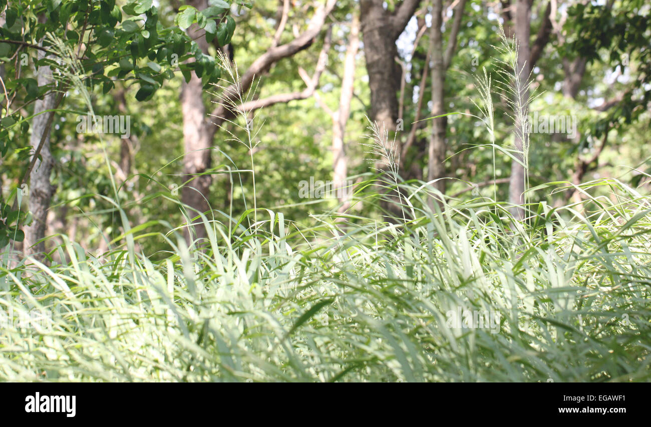 Erba verde nella foresta e soffia il vento. Foto Stock