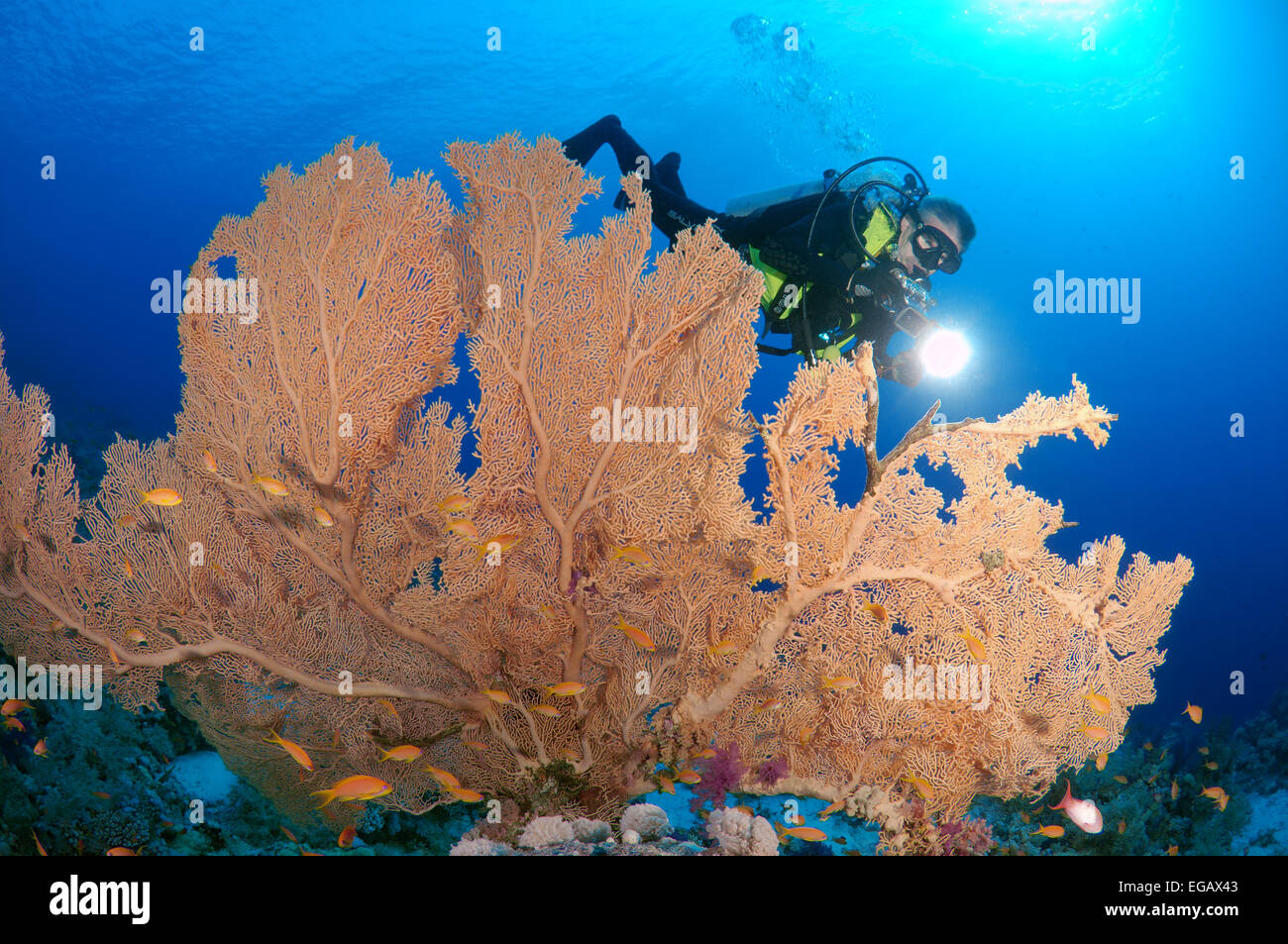 Sommozzatore guardando di coralli molli ventola di Venere o Venere ventilatore di mare, mare comune ventola, West Indian Sea ventola o viola di gorgonie seafan Foto Stock