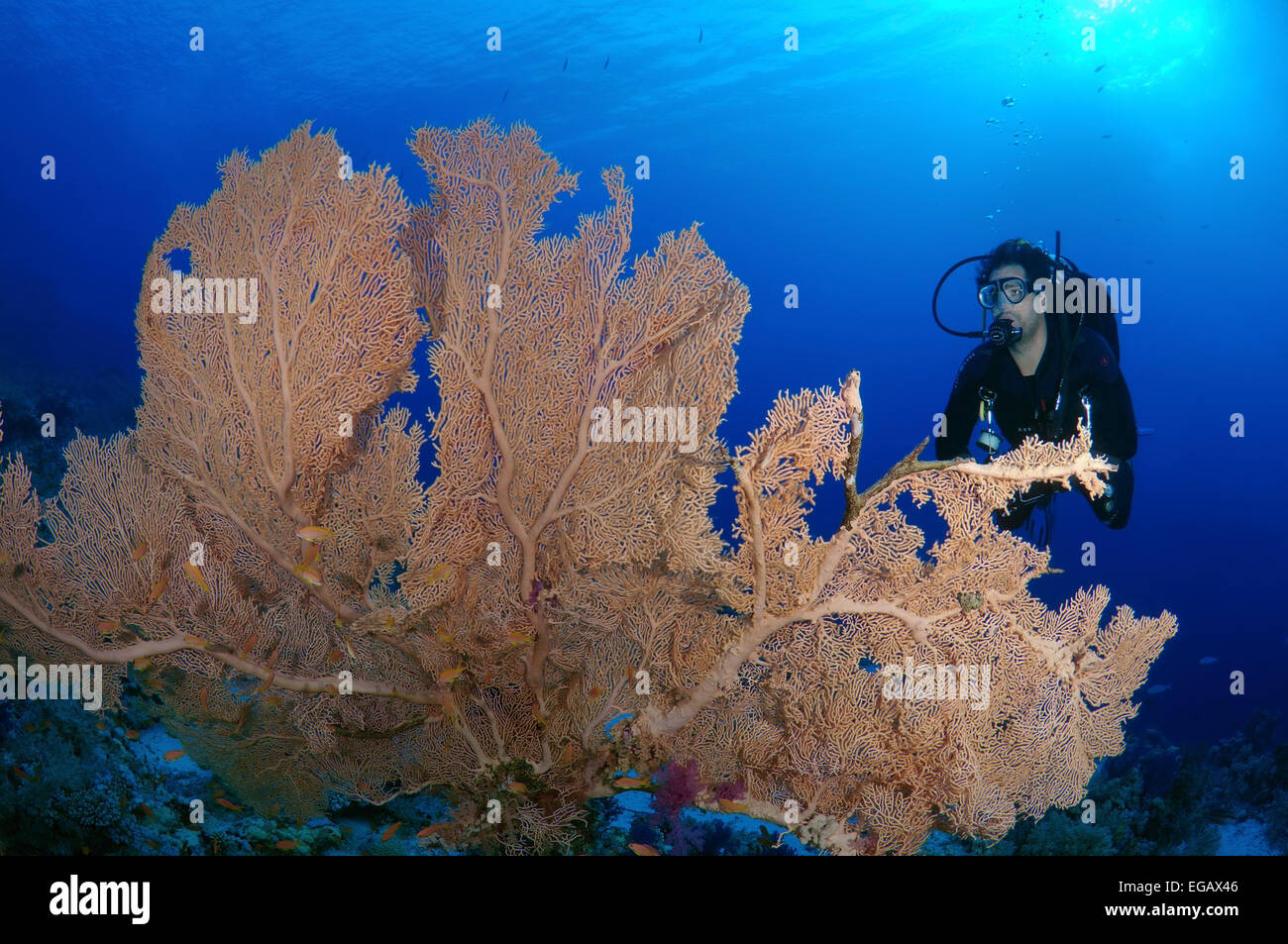 Sommozzatore guardando di coralli molli ventola di Venere o Venere ventilatore di mare, mare comune ventola, West Indian Sea ventola o viola di gorgonie seafan Foto Stock