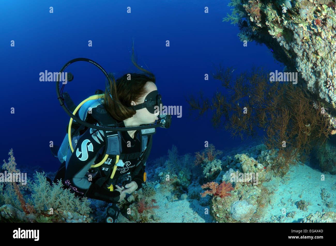 Sommozzatore guardando al Coral reef a Ras Mohammed Parco Nazionale, il Sinai, Mar Rosso, Egitto, Africa Foto Stock