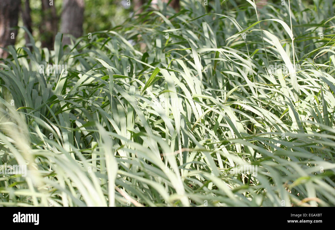 Erba verde nella foresta e soffia il vento. Foto Stock