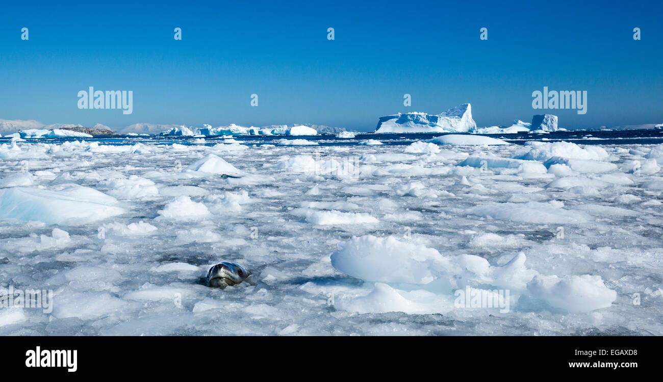 Guarnizione di leopard (Hydrurga leptonyx) nel ghiaccio sfacciata, Cierva Cove, Antartide Foto Stock