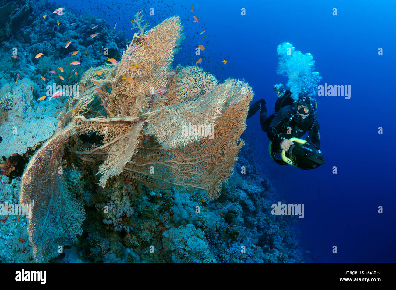 Nuota per scooter subacqueo vicino al coralli molli ventola di Venere o Venere ventilatore di mare, mare comune ventola, West Indian Sea ventola Foto Stock