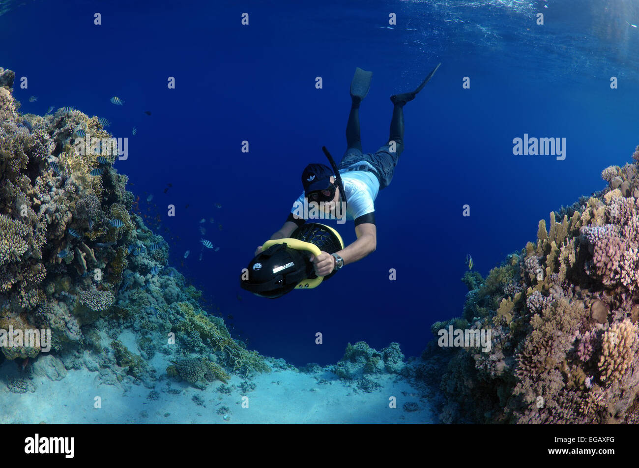 Freediver nuota per scooter subacqueo, Mar Rosso, Egitto Foto Stock