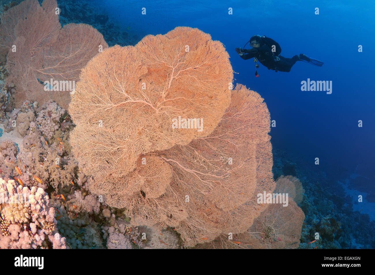 Sommozzatore guardando di coralli molli ventola di Venere o Venere ventilatore di mare, mare comune ventola, West Indian Sea ventola o viola di gorgonie seafan Foto Stock